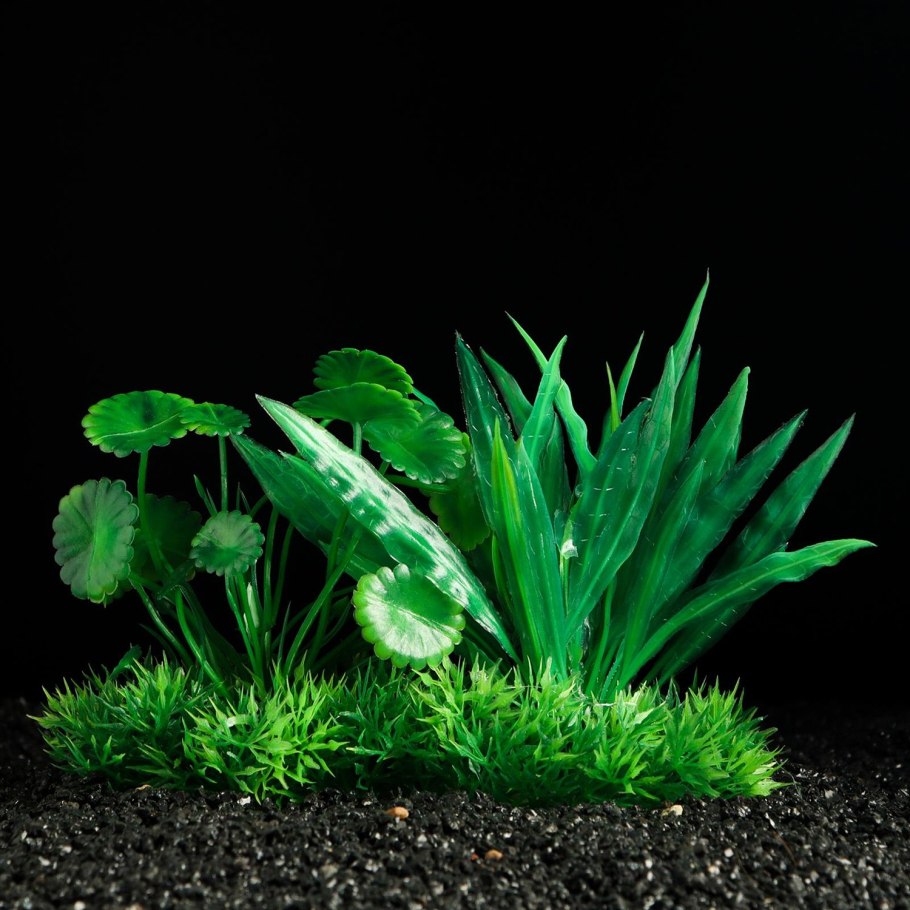 Криптокорина золотистая