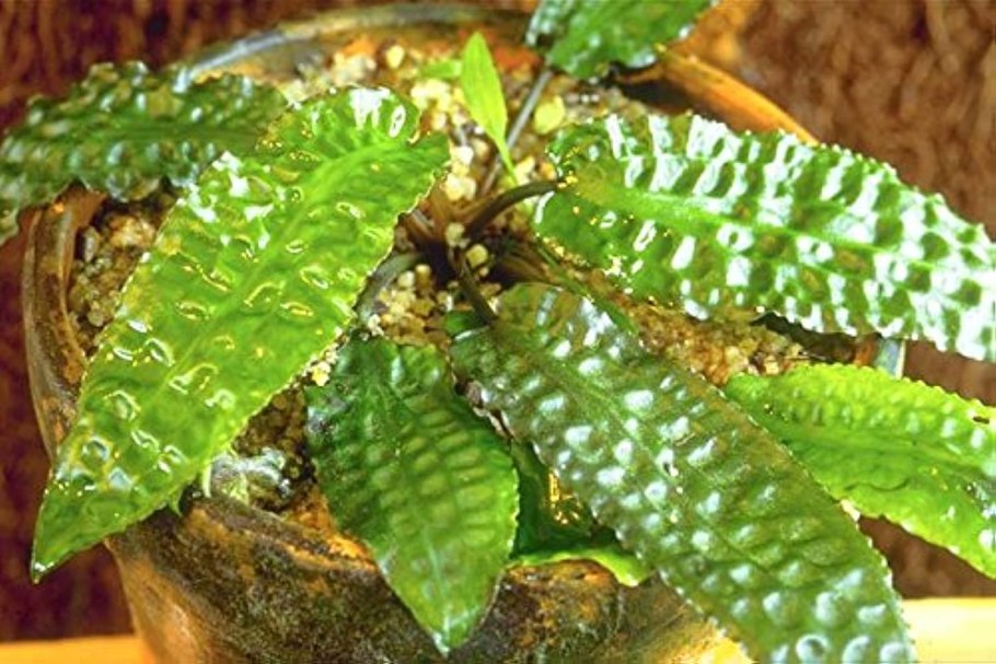 Криптокорина Гудоро Cryptocoryne hudoroi