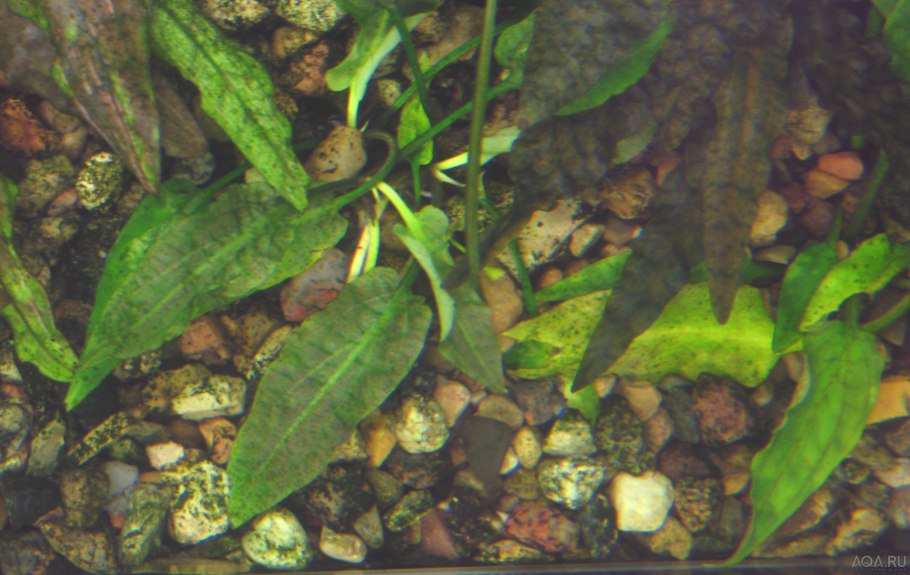 Cryptocoryne affinis