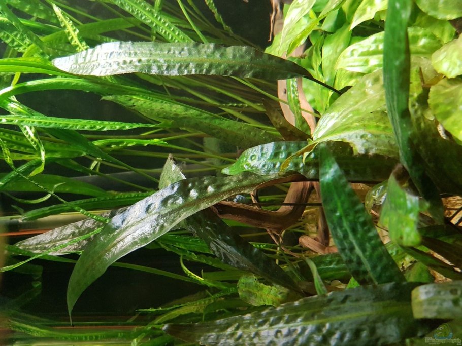 Криптокорина Вендта красная