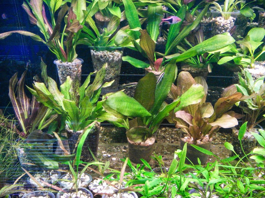 Криптокорина Нури аквариумное растение