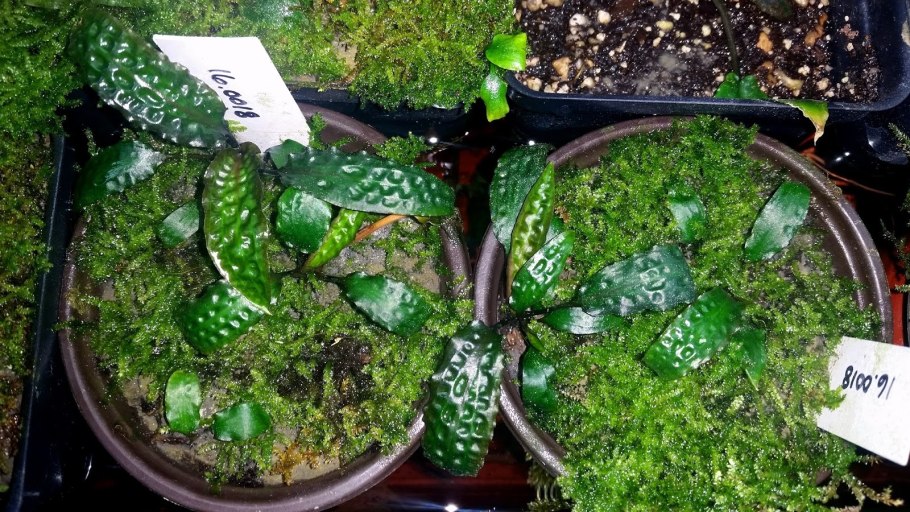 Криптокорина Беккетта