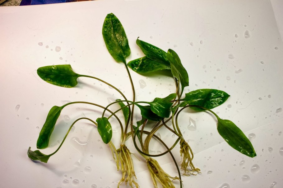 Эхинодорус Аквартика