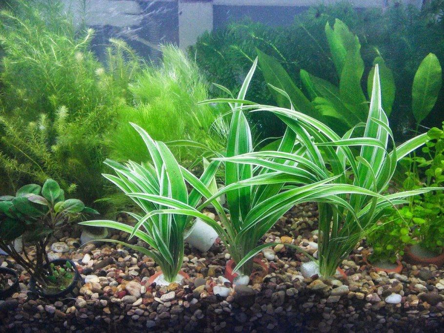 Cryptocoryne zukalii