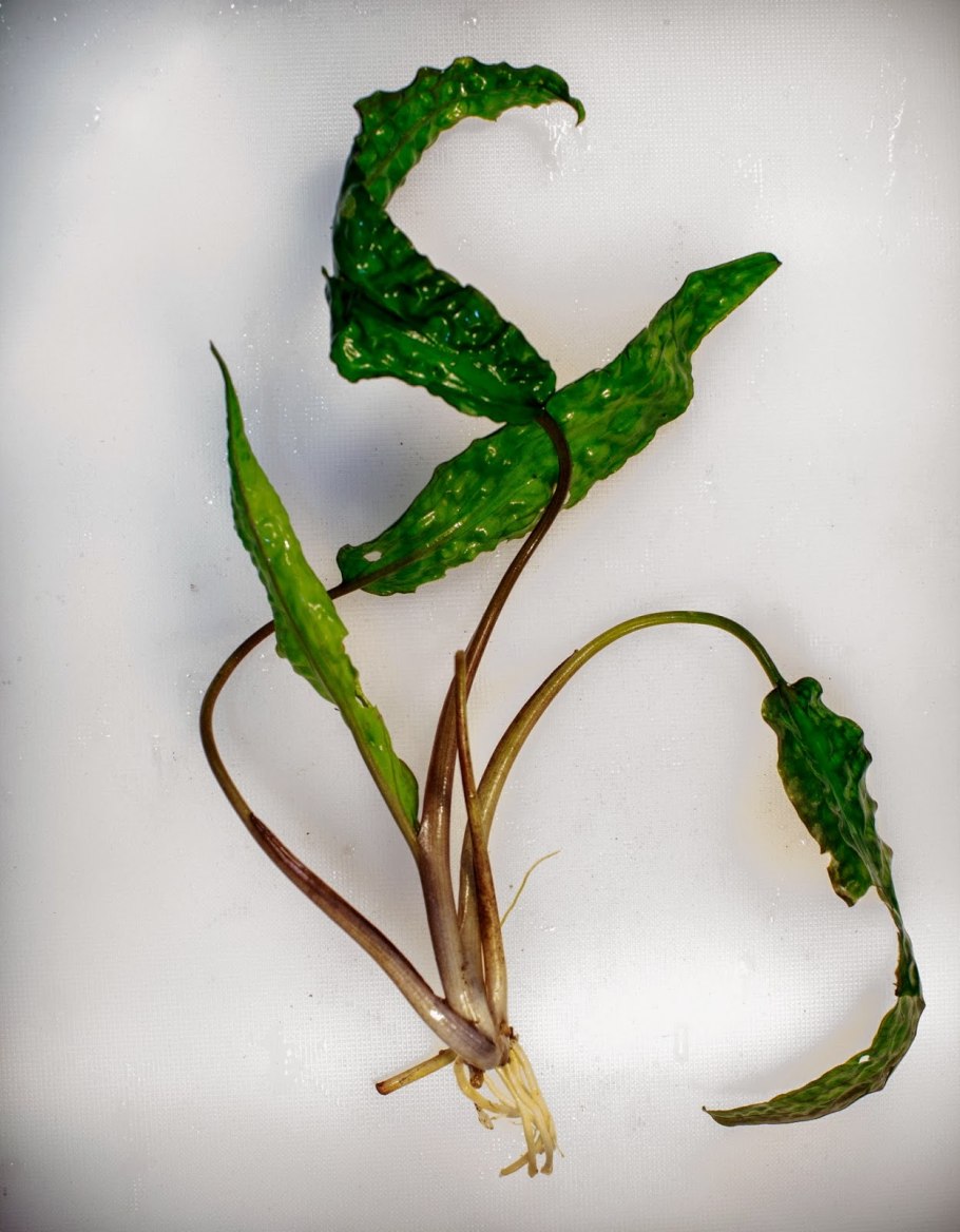Cryptocoryne hudoroi