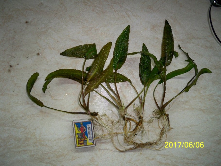 Cryptocoryne annamica Serebryanyi