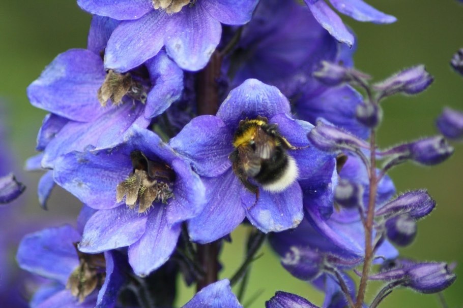 Delphinium Phantom-дельфиниум Фантом