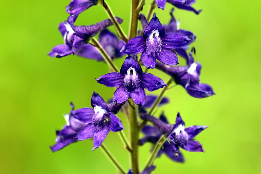 Delphinium requienii