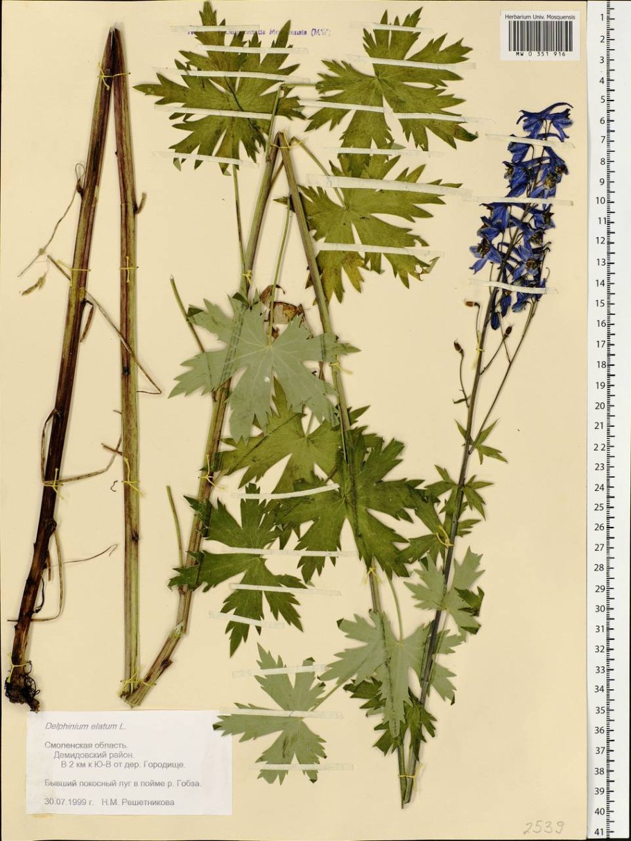 Дельфиниум Элатум