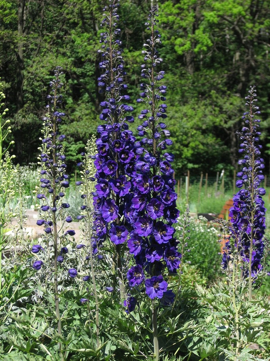 Живокость сетчатоплодная