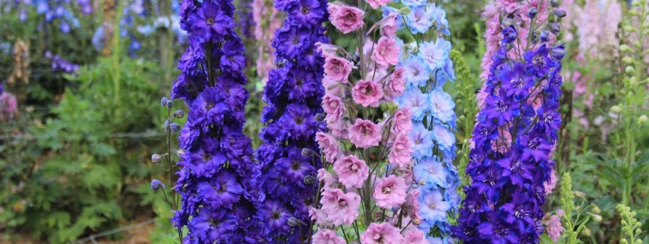 Шпорник дельфиниум