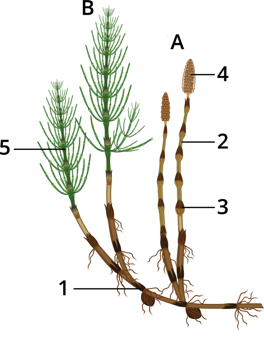 Хвощ полевой Equisetum arvense l.