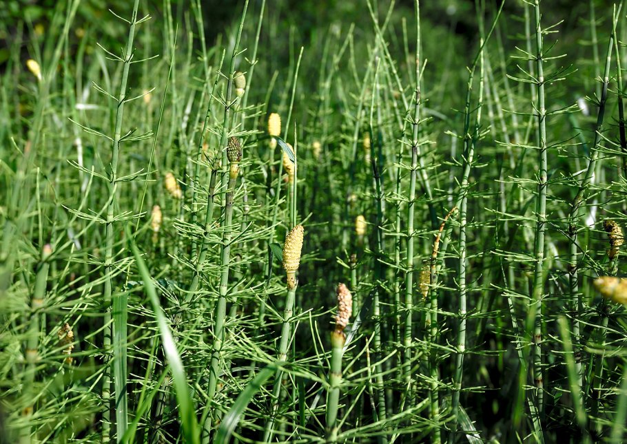 Horsetail Equisetum arvense растение