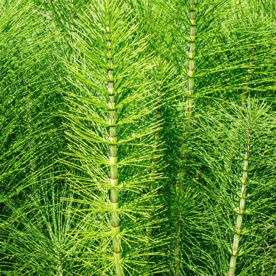 Хвощ большой Equisetum telmateia