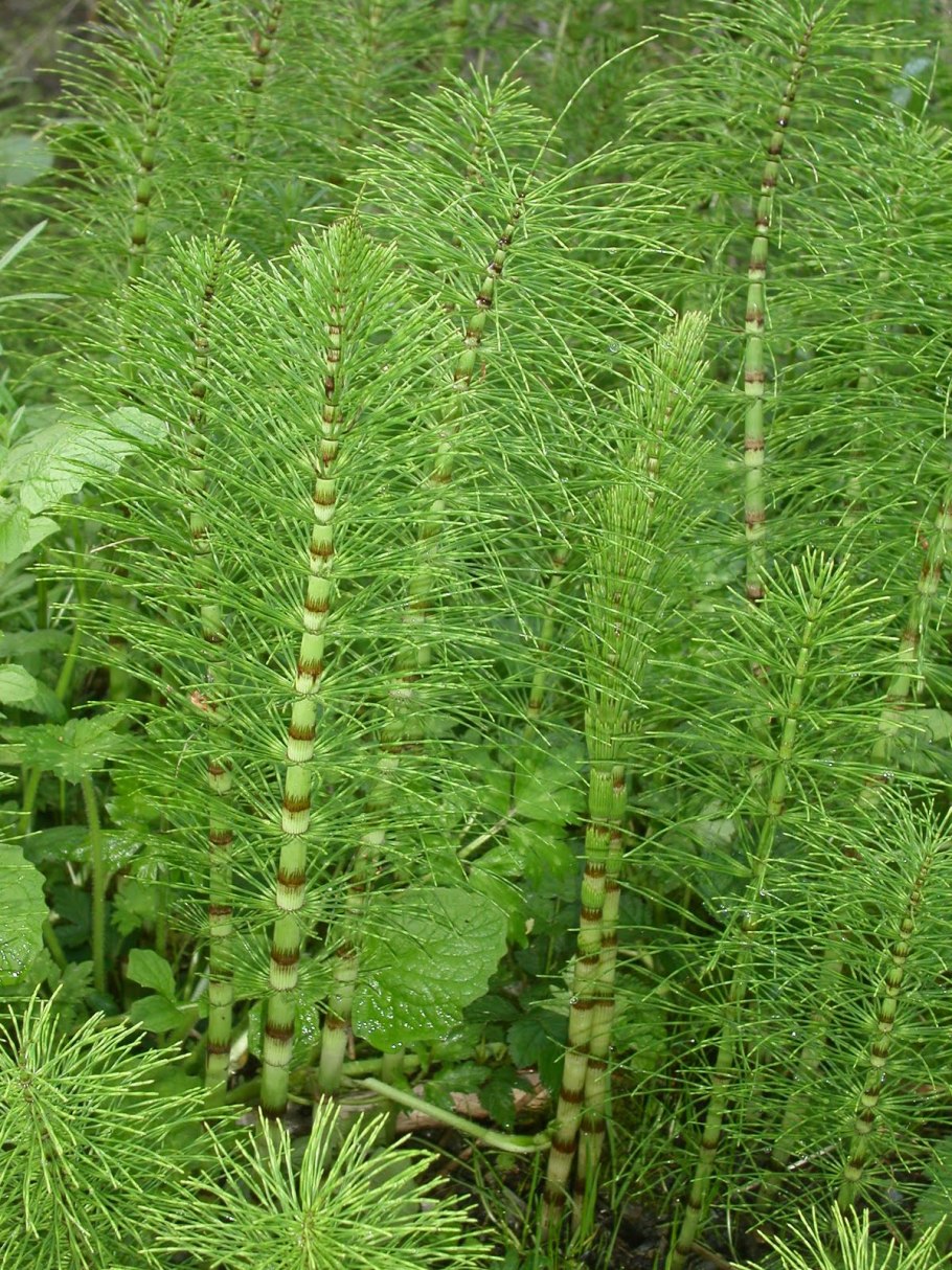 Растение хвощ