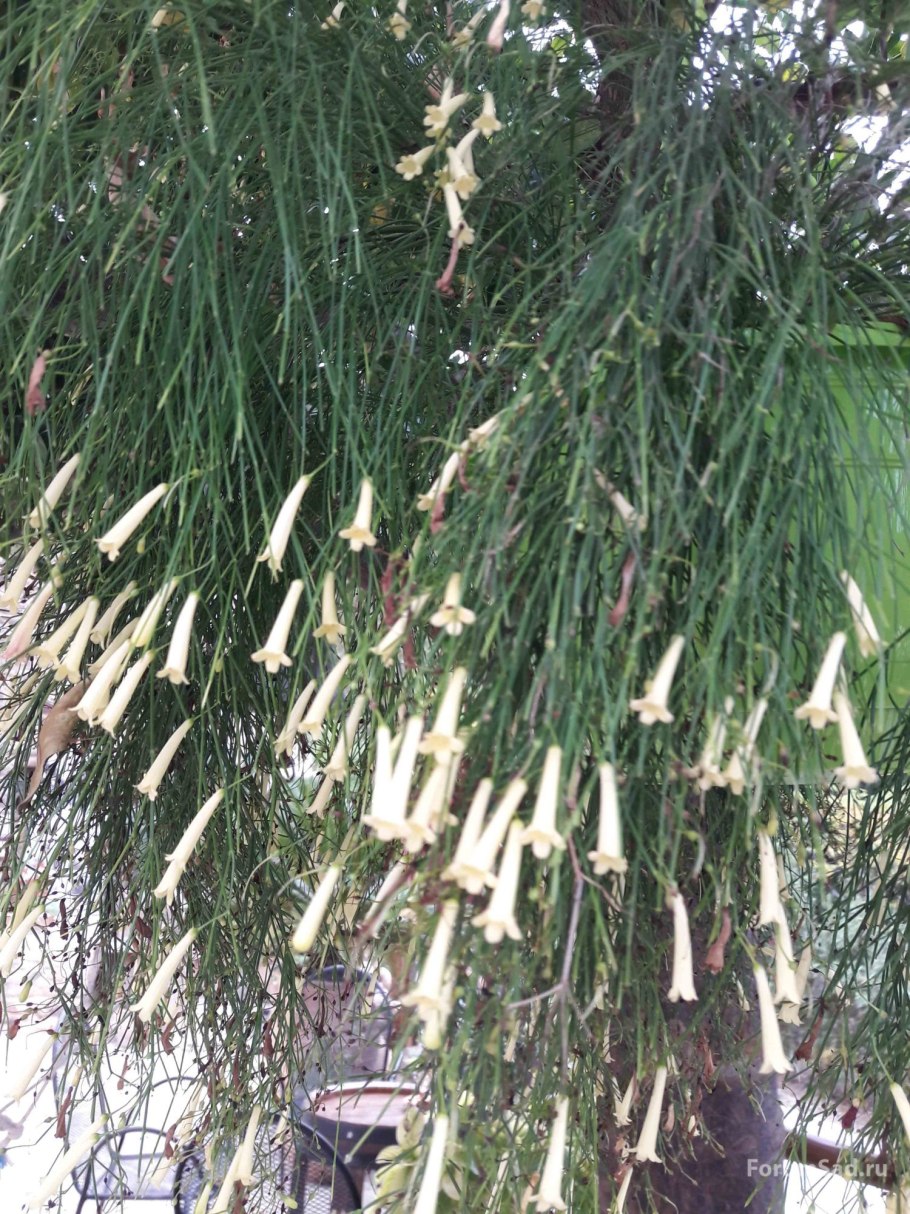 Хвощ полевой Equisetum arvense l.