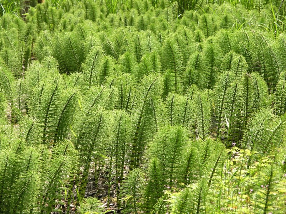 Equisetum telmateia