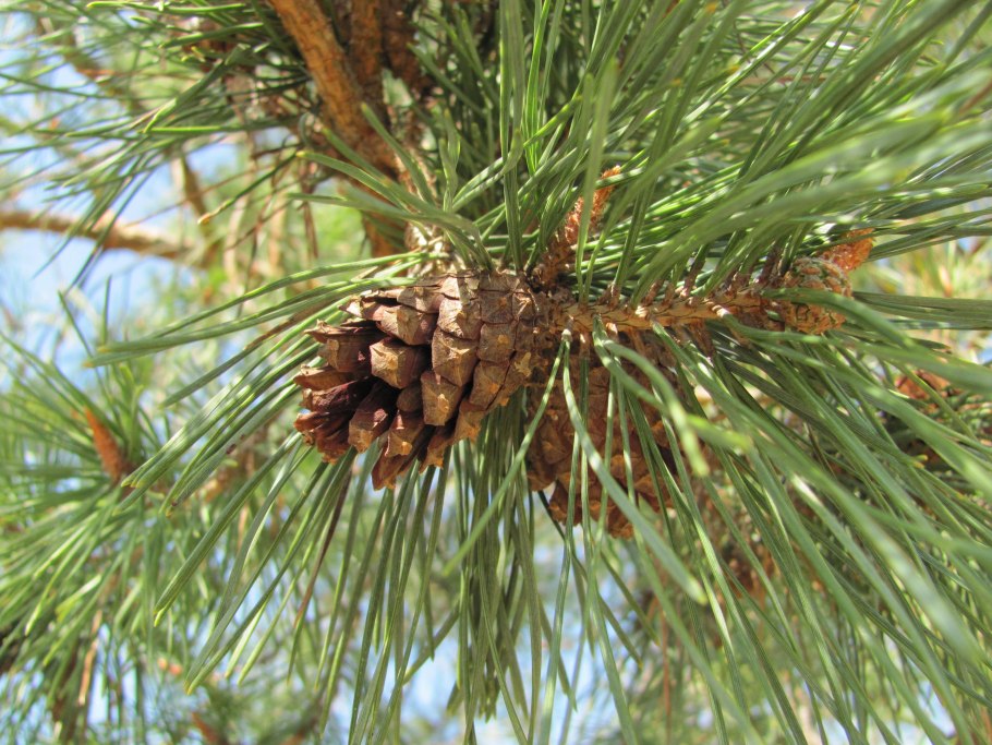 • Pinus Sylvestris (borovice lesní);