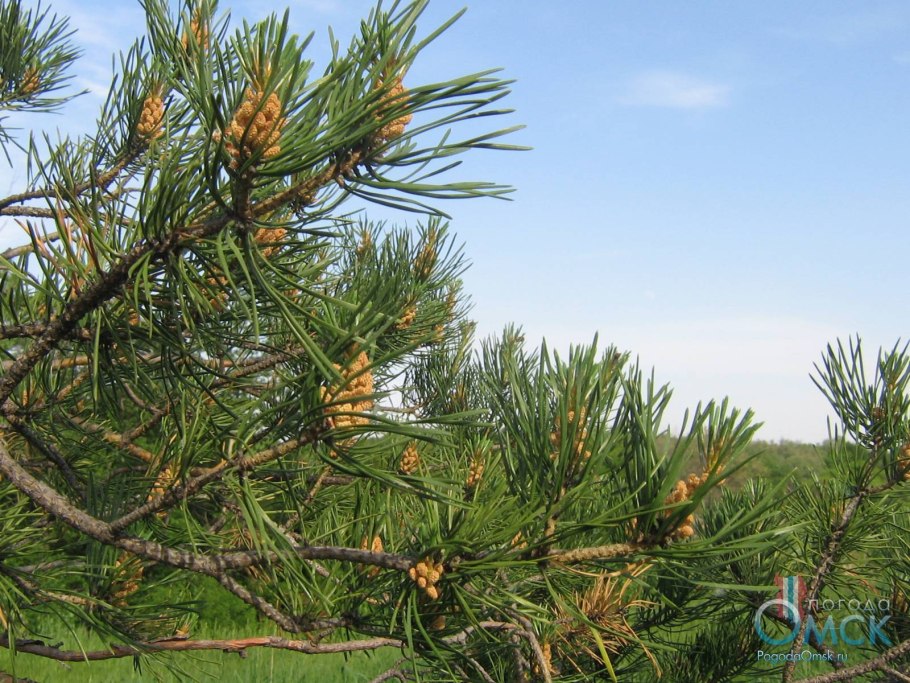 Сосна обыкновенная (Pinus Sylvestris), семейство сосновые (Pinaceae)