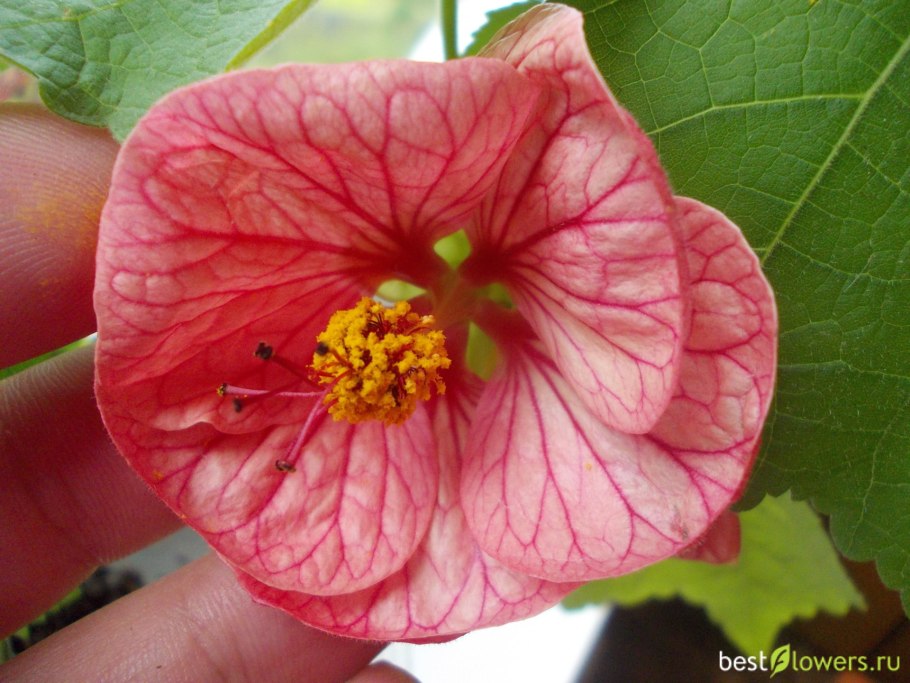 Абутилон розовый махровый