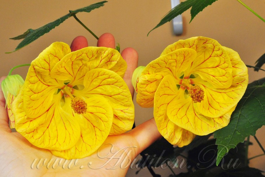 Bella Apricot Shades