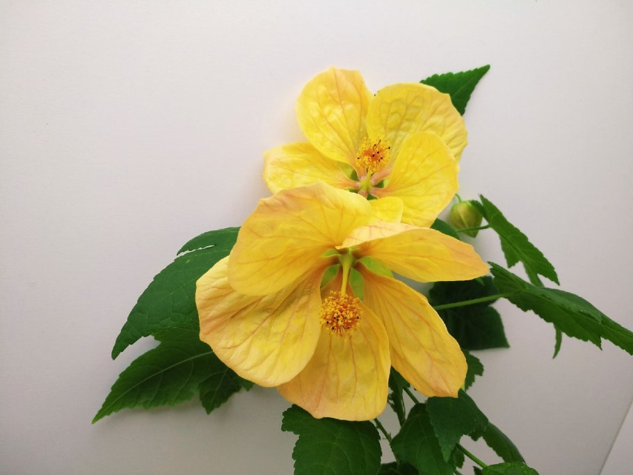 Абутилон Buttercup