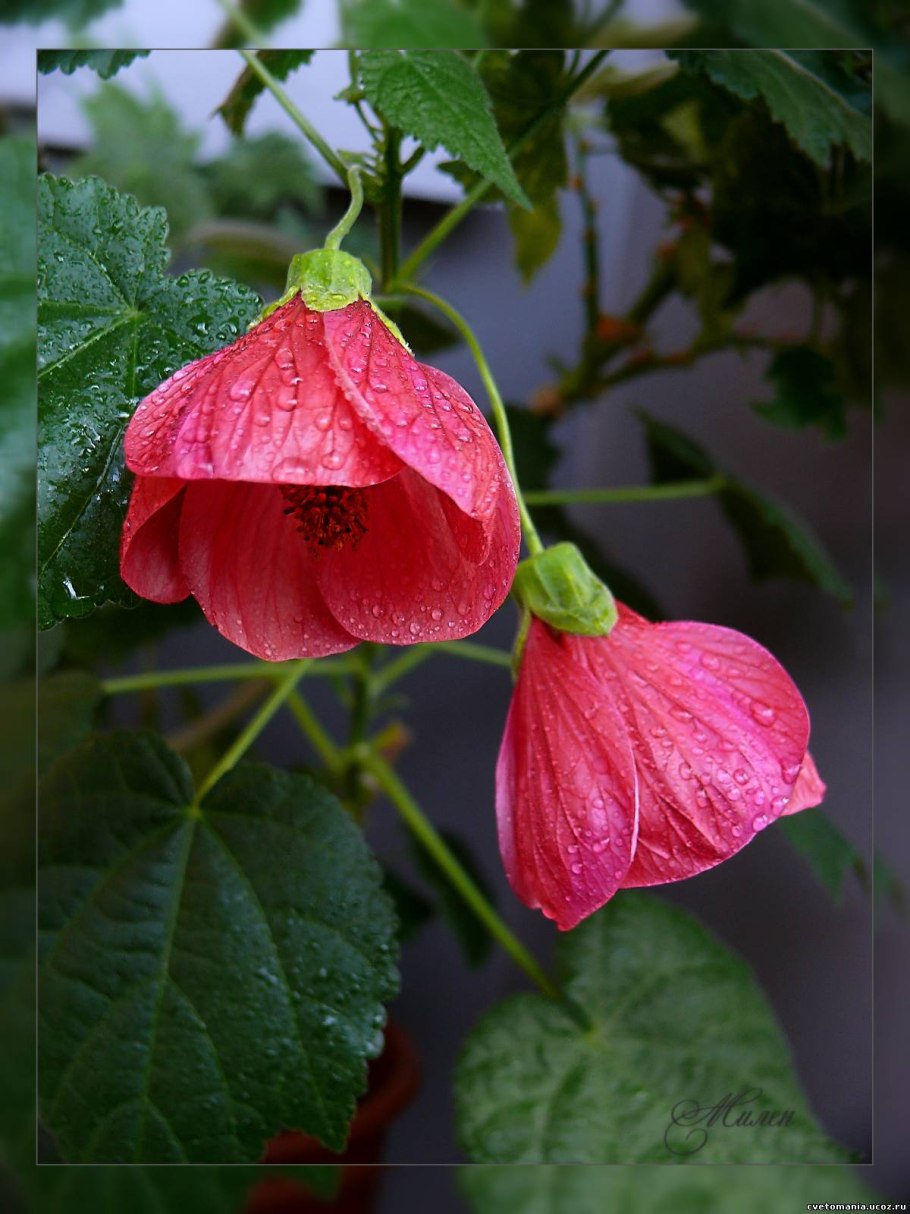 Абутилоны фото в горшке