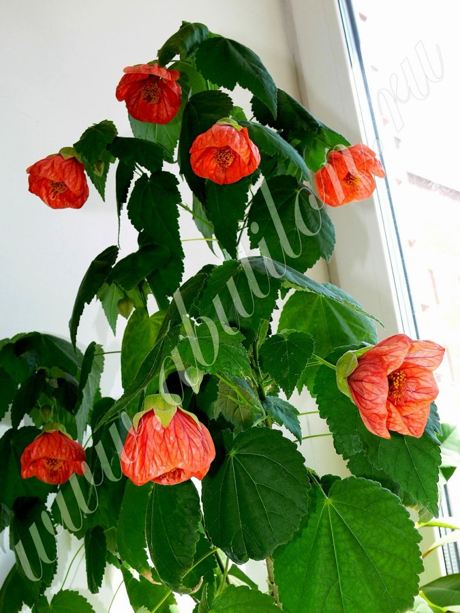 Маковка абутилон