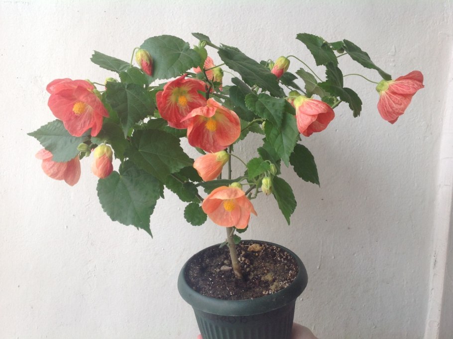 Цветок растение без цветения