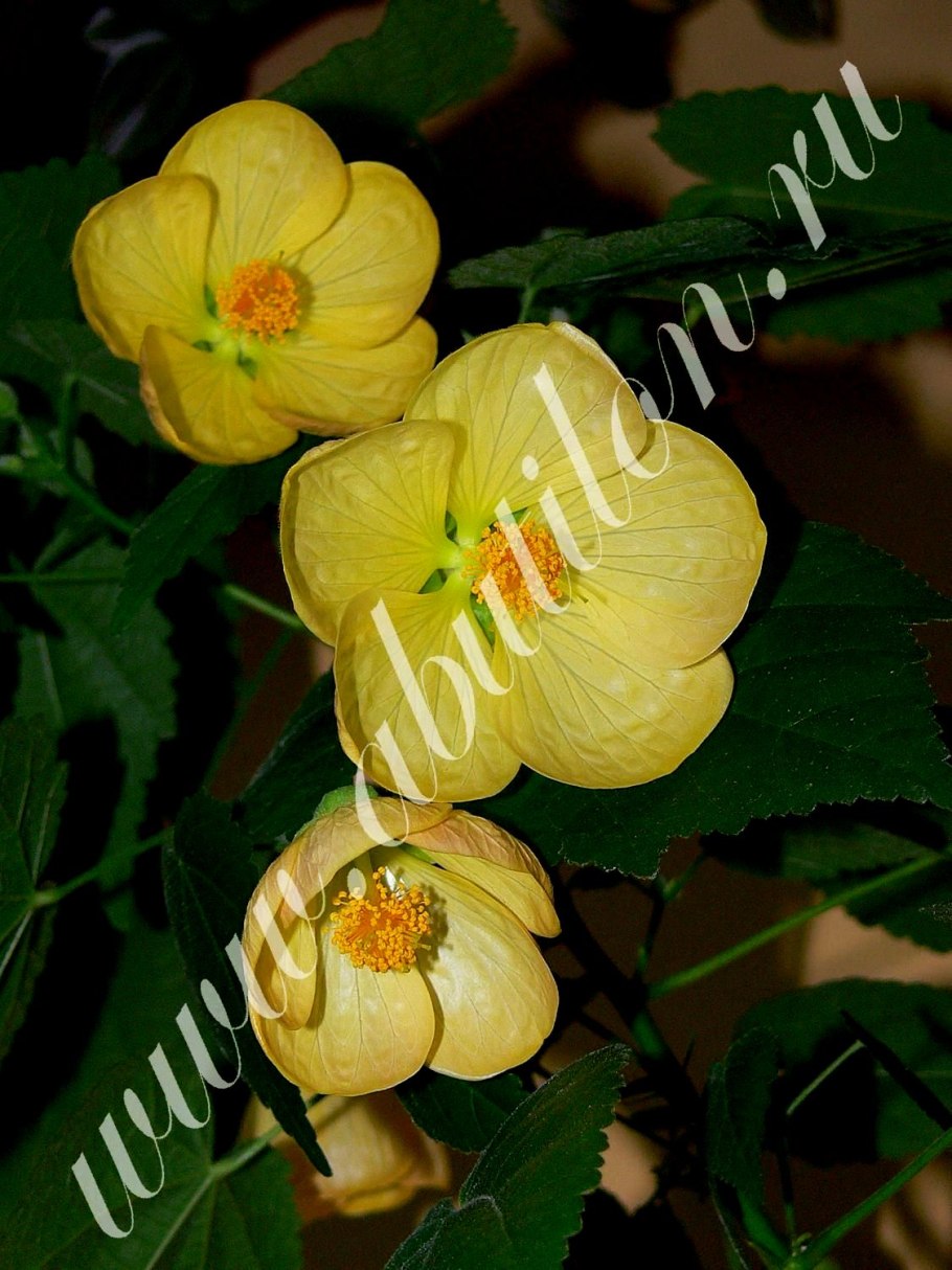 Абутилон Roter Jewel