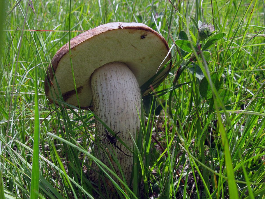 Горчак гриб и желчный гриб