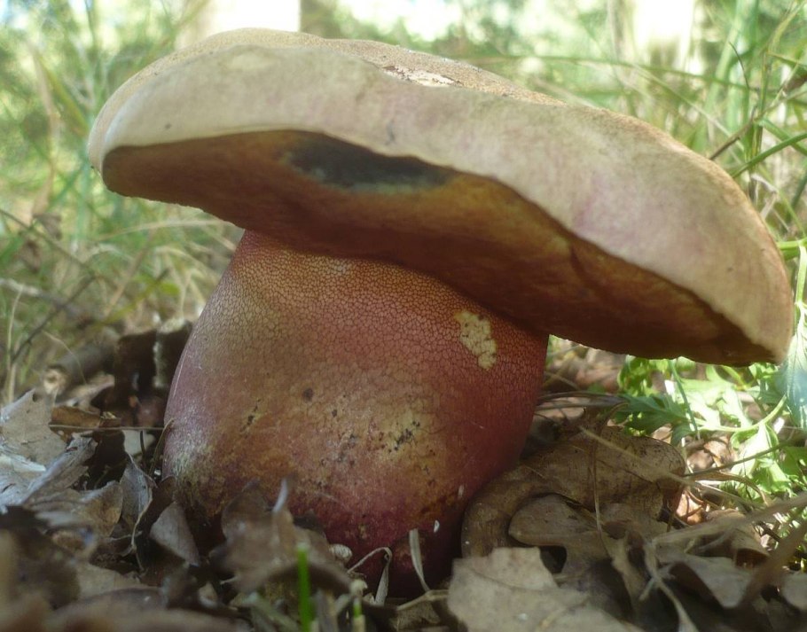 Tylopilus felleus
