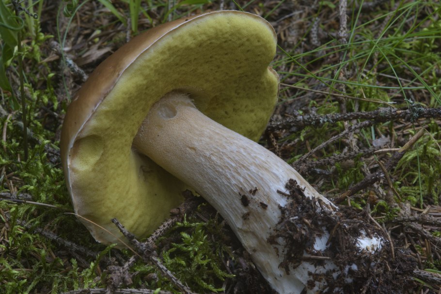 Белый гриб сетчатый Boletus reticulatus.