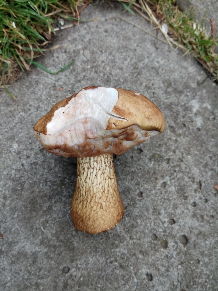 Ложный белый Боровик