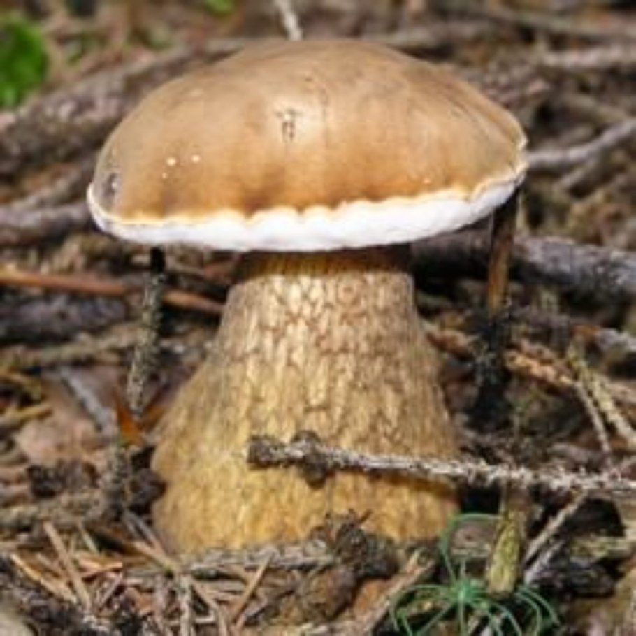 Болет укореняющийся Boletus radicans