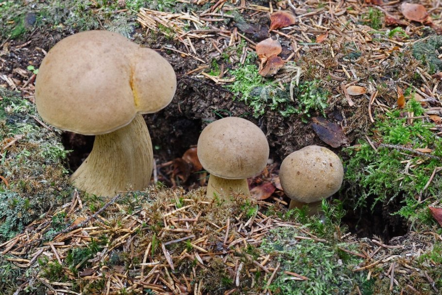 Желчных грибов (Tylopilus felleus)