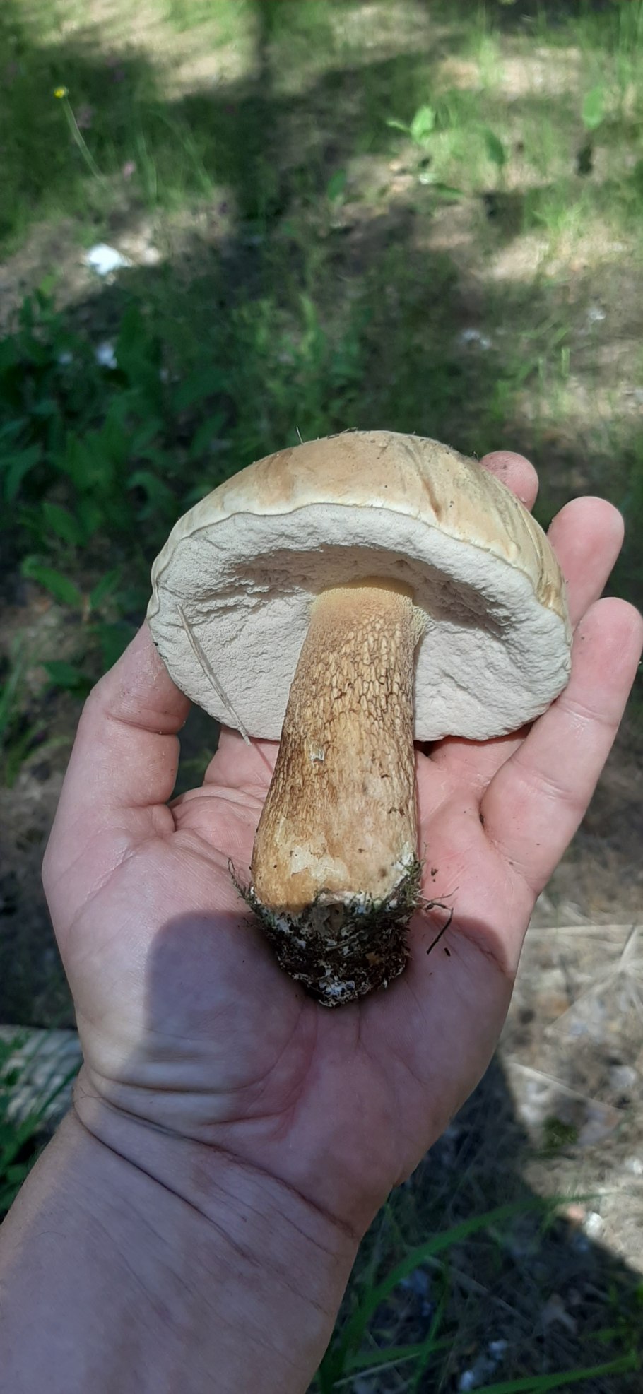 Боровик жёлтый (Boletus junquilleus)