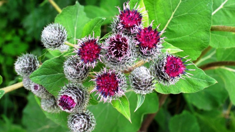 Растение Клевер Луговой поле