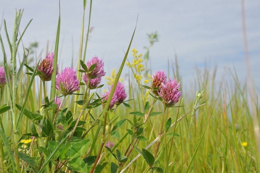 Живучка шалфей Луговой