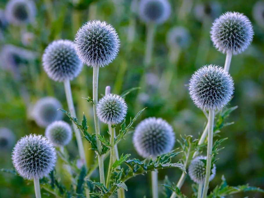 Репейник стебель