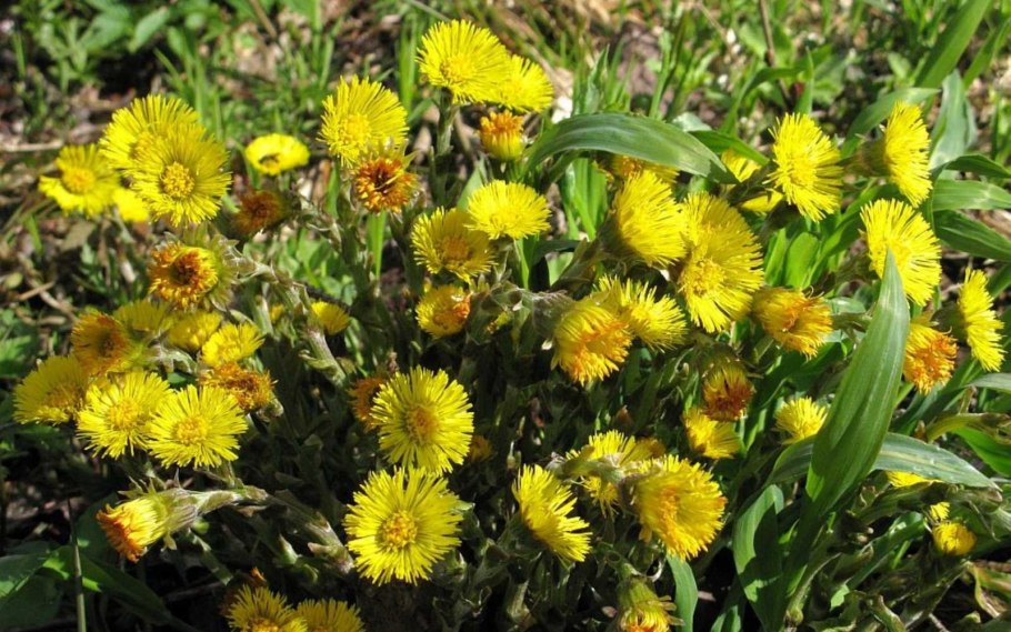 Желтый Луговой одуванчик