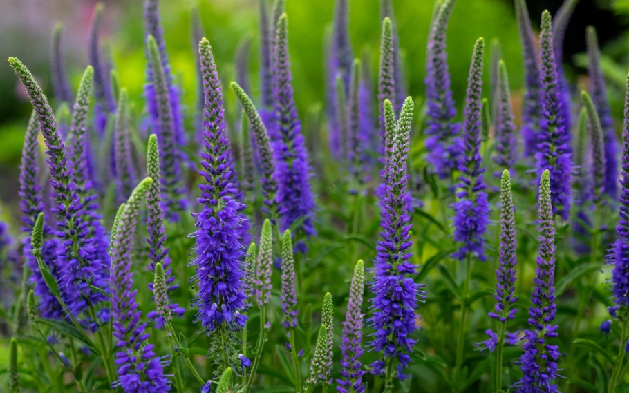 Мордовник шароголовый