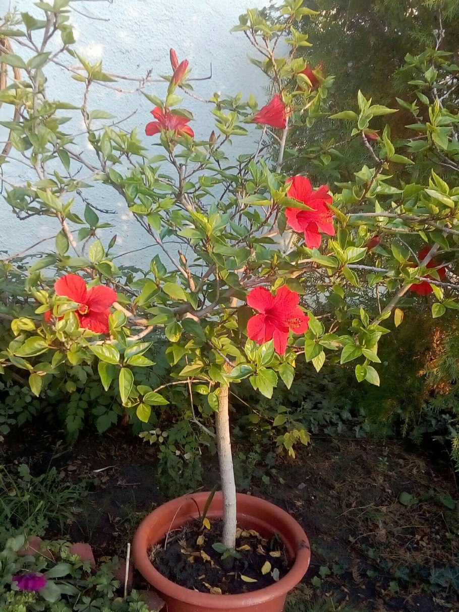 Hibiscus Rosa sinensis персиковы1
