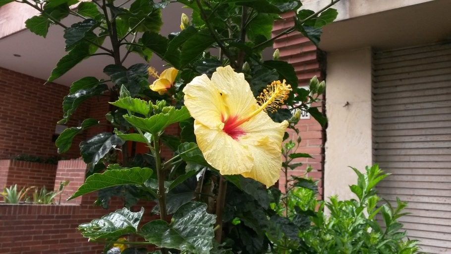 Hibiscus роза синец