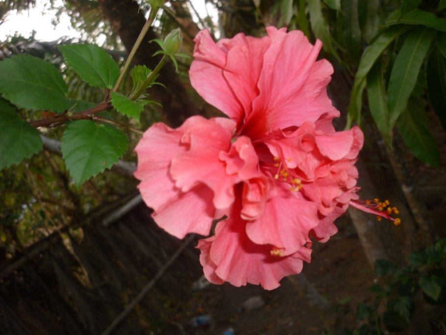 Hibiscus chinensis