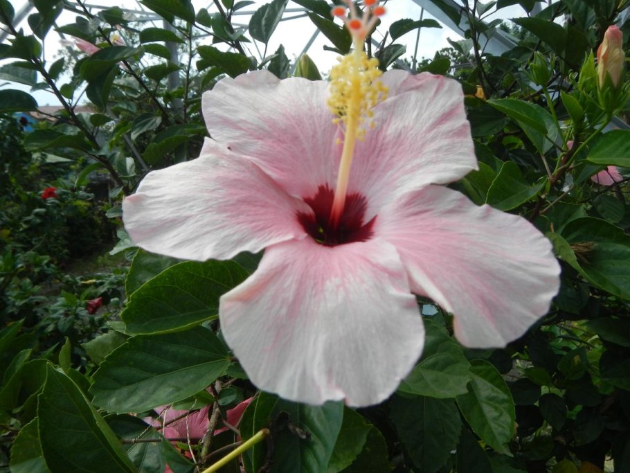 Hibiscus роза синец
