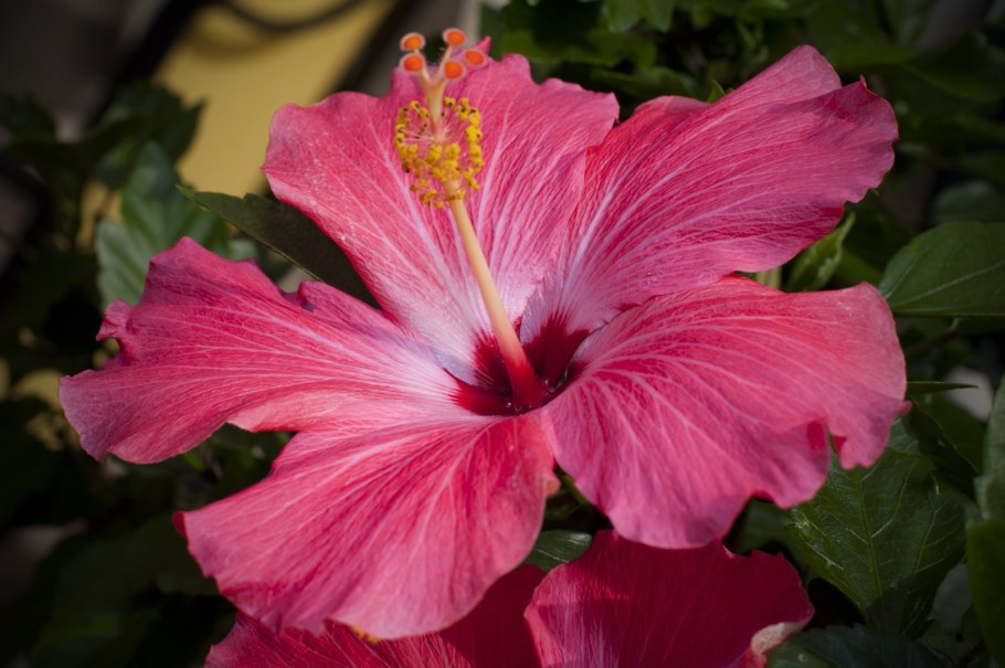 Hibiscus Rosa-sinensis