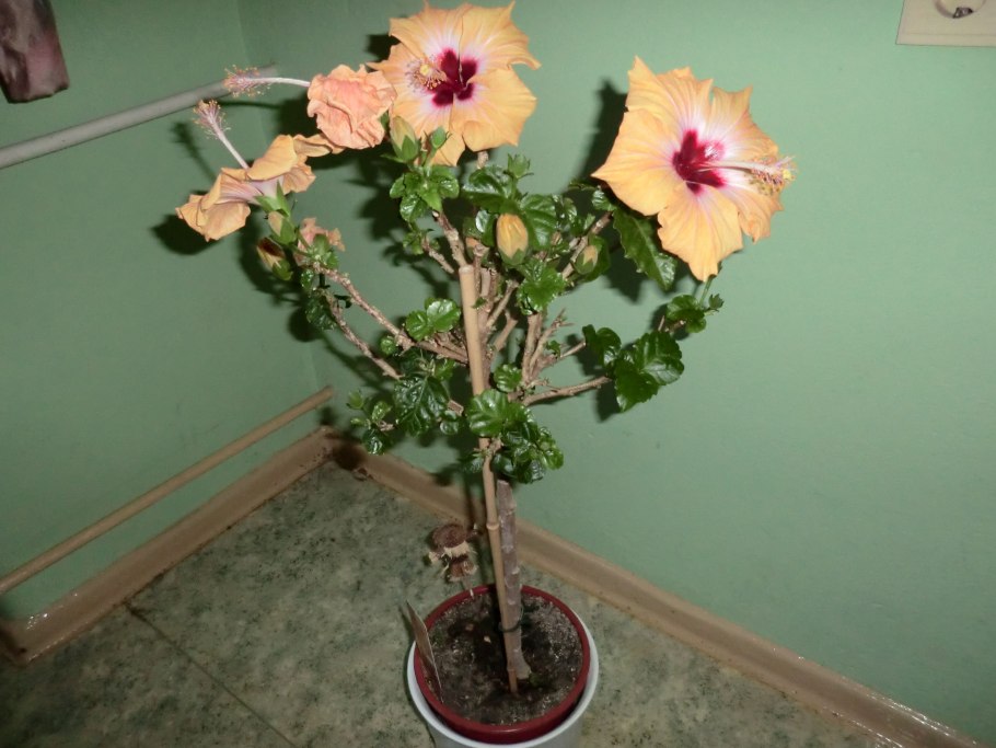 Гибискус сирийский 'Ardens'