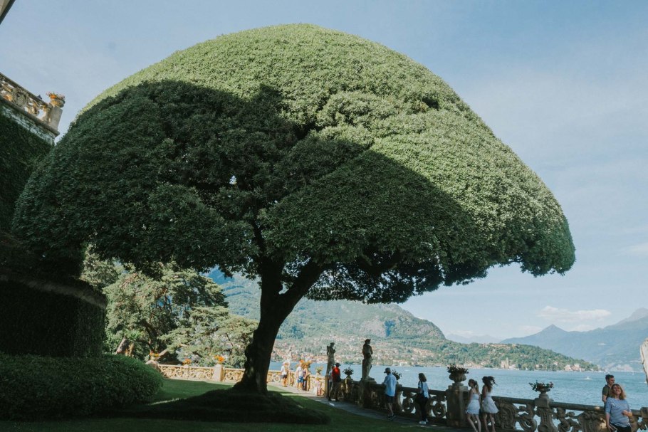 Как называется дерево зонт на вилле Балбьянелло