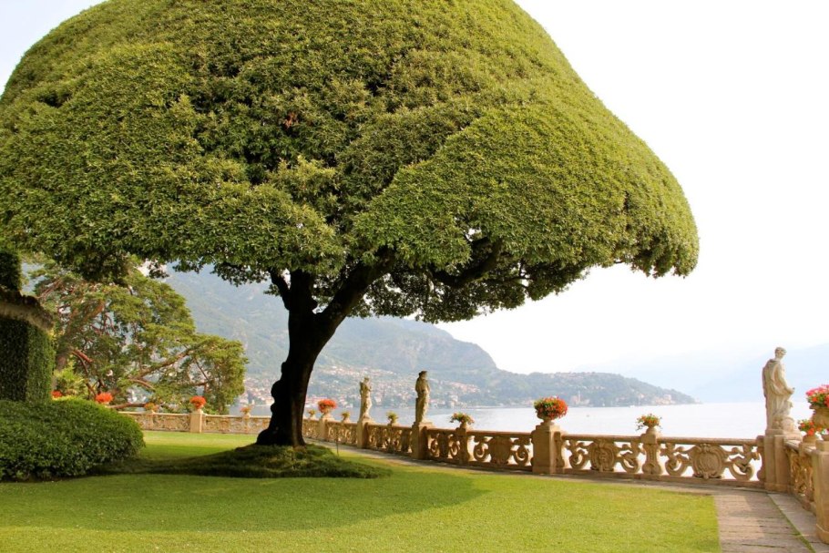 Дерево вилла Бальбианелло